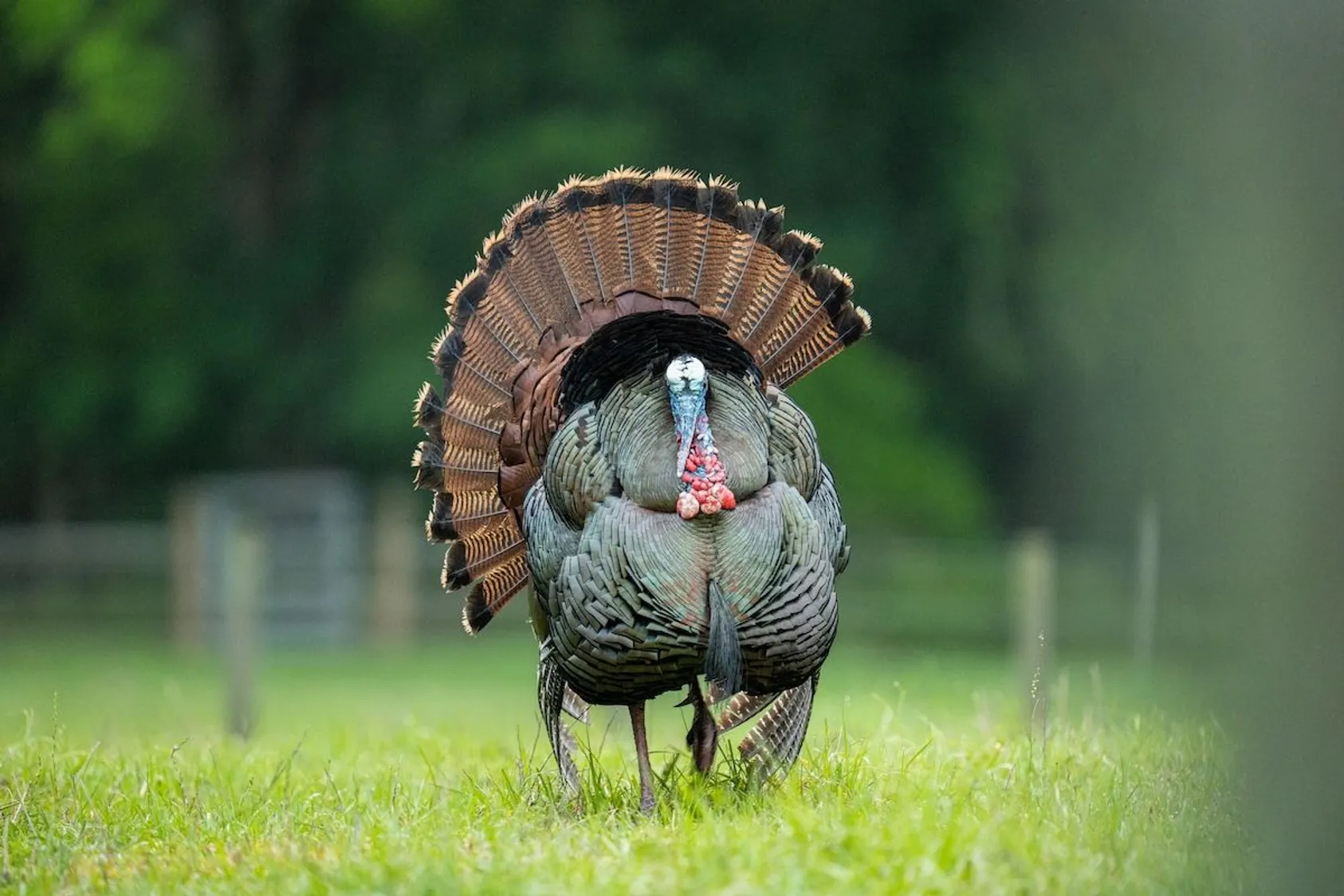 Featured Image for Your Spring Turkey Hunting Gear Checklist